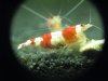 tragende RedBee Weib1.JPG
