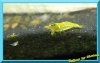 Yellow 2-jpeg.jpeg