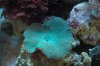 DSC_2167a.jpg