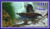 Dunkelblaue Tigerin OE - 760x460.jpg