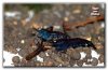 Tiger Tiefblau-JPEG 800x524.jpg