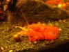 DSC04563.JPG