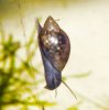Blasenschnecke3.jpg