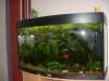 Juwel 2010 003.JPG