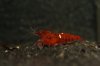 IMG_0837_1.jpg