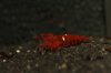IMG_0838_1.jpg