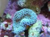 ricodrea florida blau.jpg