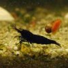 schwarze_tiger_garnele_bt0_caridina_cf_cantonensis_001.JPG