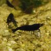 schwarze_tiger_garnele_bt0_caridina_cf_cantonensis_002.JPG