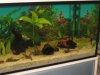 Aquarium 300 Liter 11.JPG