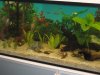 Aquarium 300 Liter 10.JPG