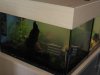 Aquarium 45 Liter Bienen 2.JPG