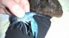 cherax destructor 002 klein.jpg