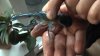 cherax destructor 004 klein.jpg