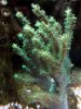 Bäumchen grün1_(800_x_600).jpg