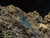 caerulea_800_01.jpg