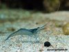 caerulea_800_02.jpg