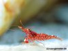 red_orchid_800_01.jpg