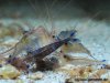caerulea_800_05.jpg
