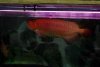 012 Arowana A.JPG