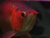 013 Arowana B.JPG