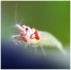 WEB_Red_Bee_Mosura_Crown.jpg