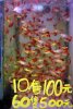 019 Guppys Made in Taiwan.JPG