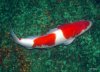 003 Koi 1.JPG