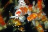 006 Koi 3.JPG