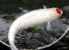 007 Koi 4.JPG