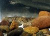 009 - Garnele 1.JPG