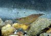 011 - Garnele 3.JPG
