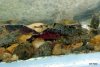 014 - Garnele 6.JPG