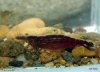 013 - Garnele 5.JPG