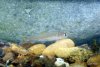 016 - Fisch.JPG