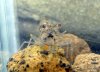 017 - Macrobrachium sp..JPG