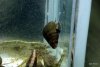 008 - Süßwasserschnecke.JPG
