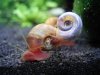 Schnecken.JPG