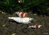019 - Snowwhite.JPG