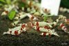 023 - Red Bees.JPG