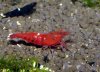 022 - Red Ruby.JPG