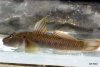 003 Rhinogobius candidianus.JPG