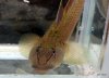 004 Rhinogobius candidianus.JPG