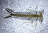 zygoptera_400px.jpg