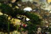 020 Fishstreet unbekannte Garnele.JPG