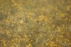 016 Endlich Caridina trifasciata.JPG