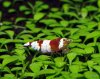 Bild9 Red Bee.jpg