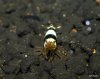 Bild10 Black Bee.jpg