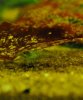 DSC_10040.jpg