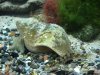 Aquarium.jpg